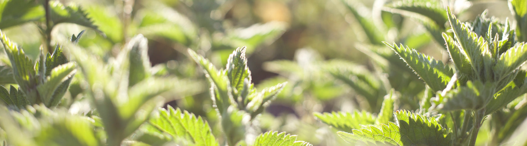 Herbs on the Go: Ready For Pollen™