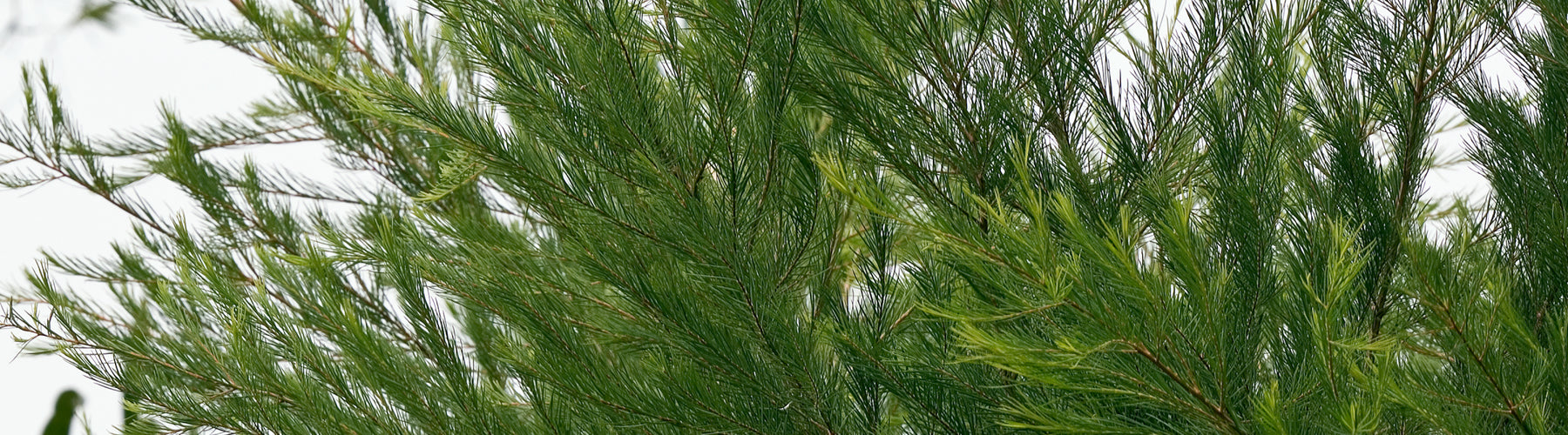 Tea Tree Essential Oil