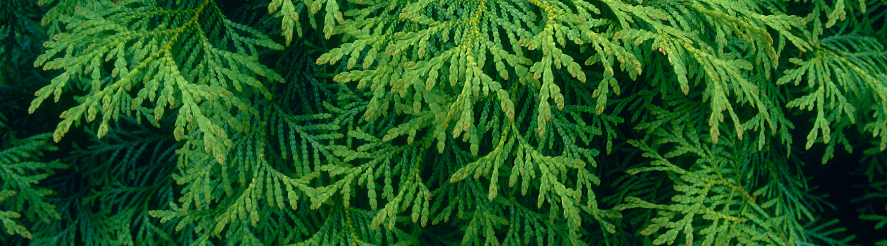 Thuja