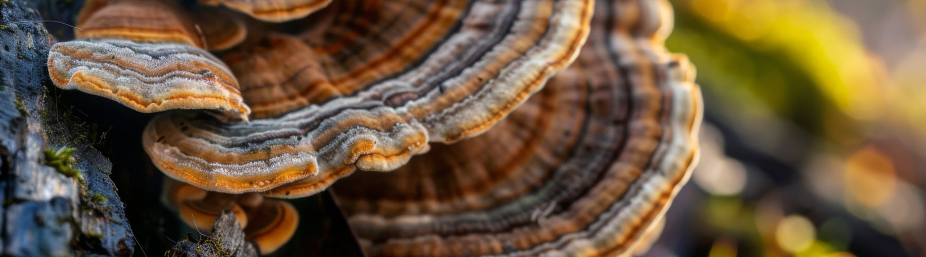 Turkey Tail Blend