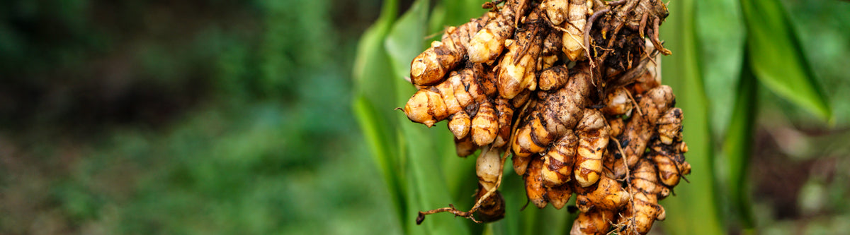 Turmeric