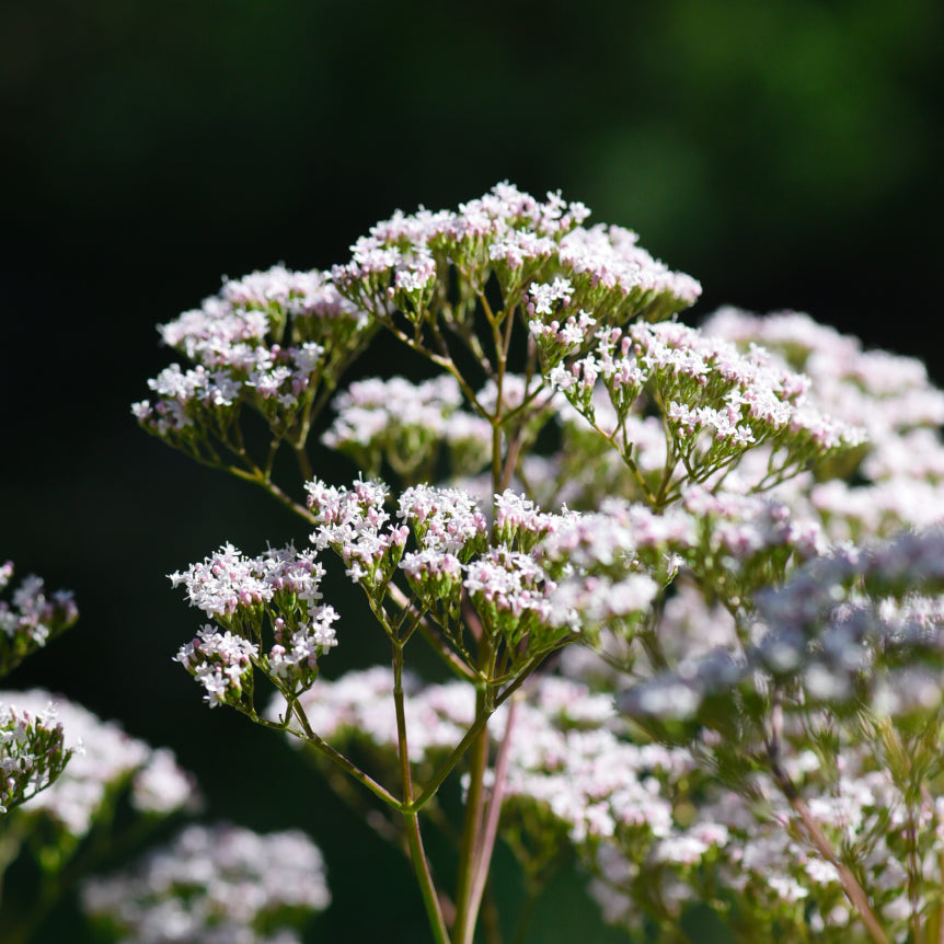Valerian