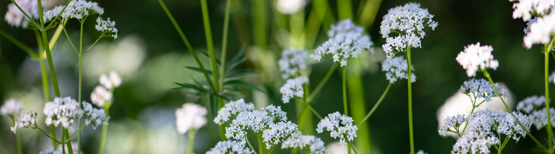 Valerian