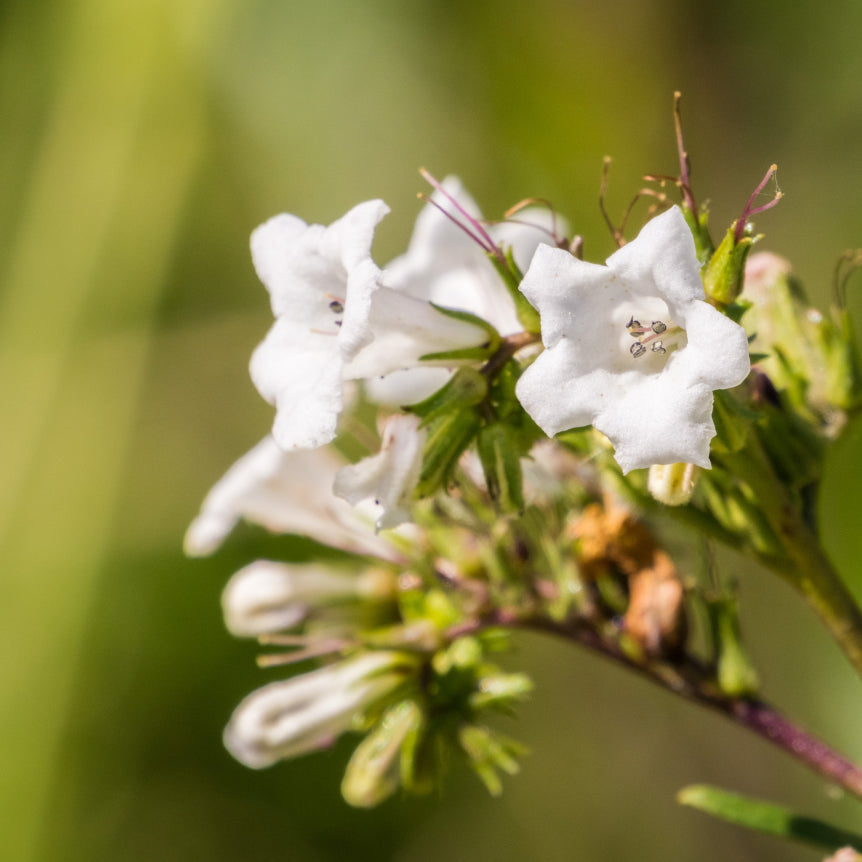 Yerba Santa