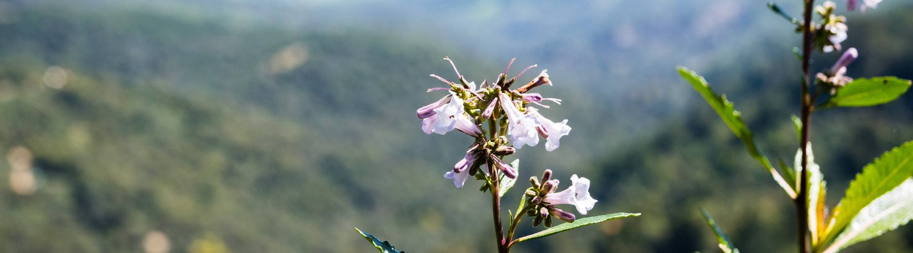 Yerba Santa
