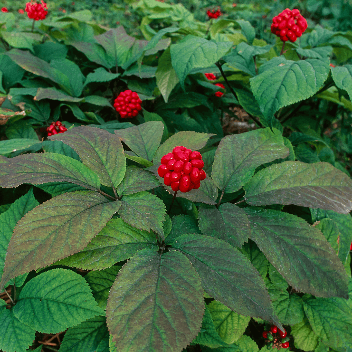 American Ginseng