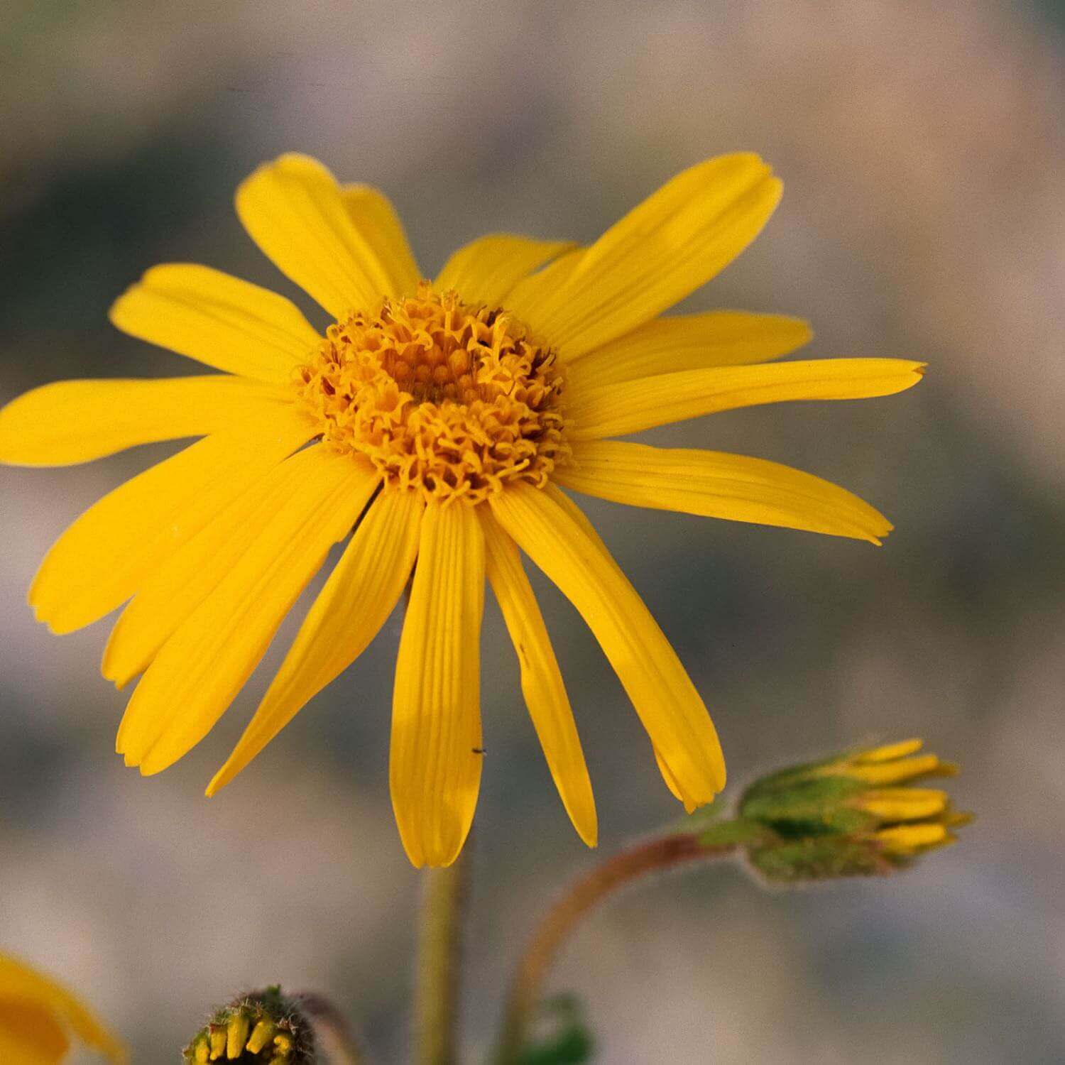 What Is Arnica Montana Flower Used For?