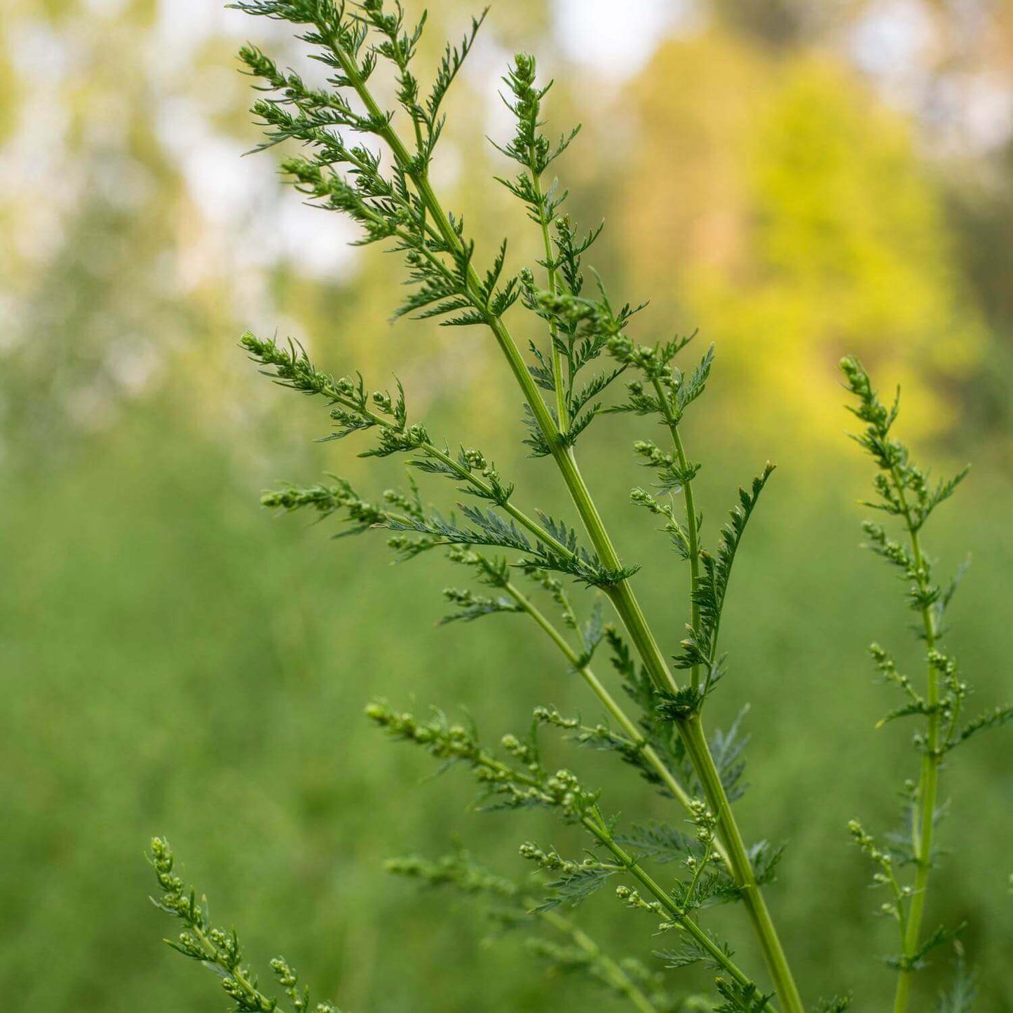 Artemisia Annua