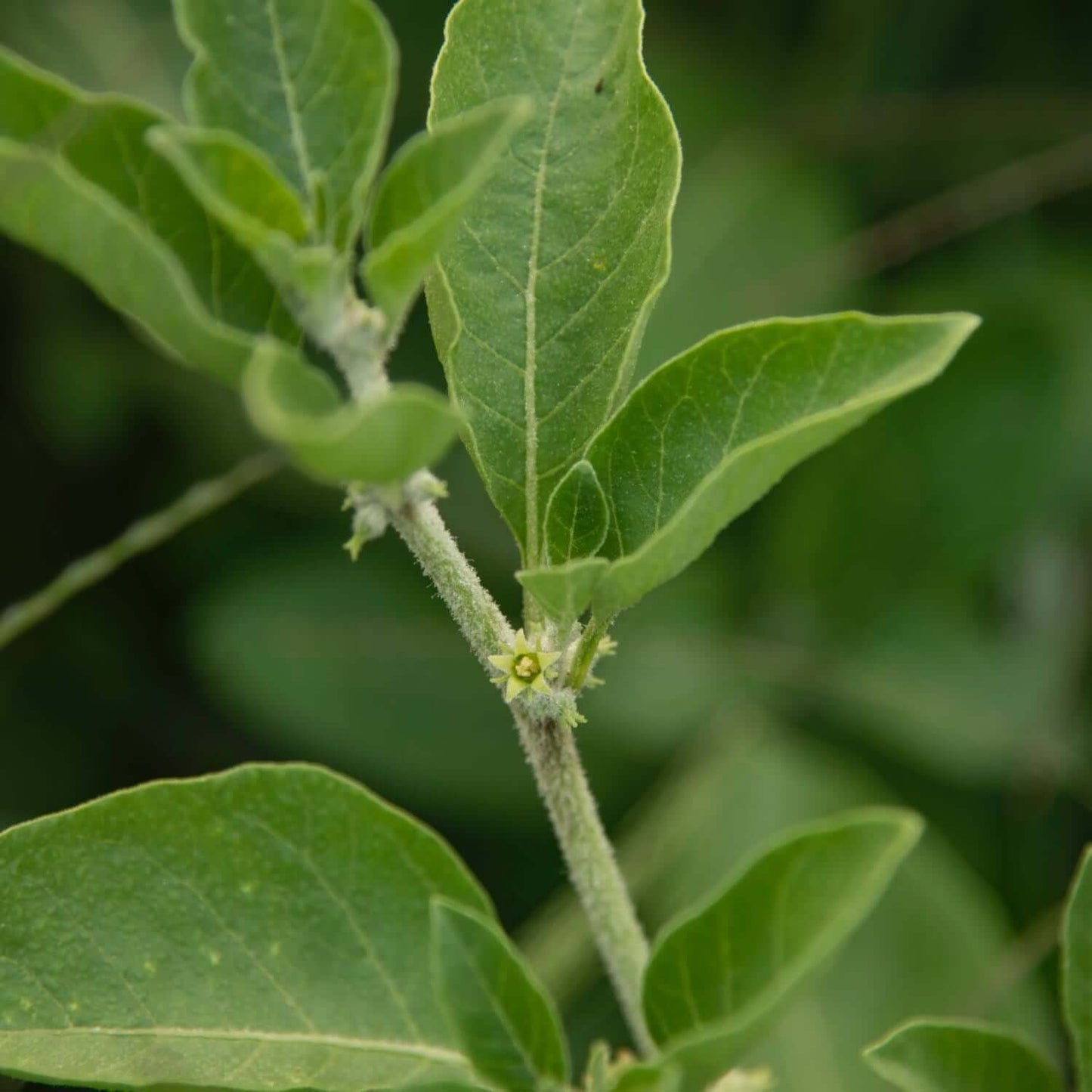 Ashwagandha, Alcohol-Free