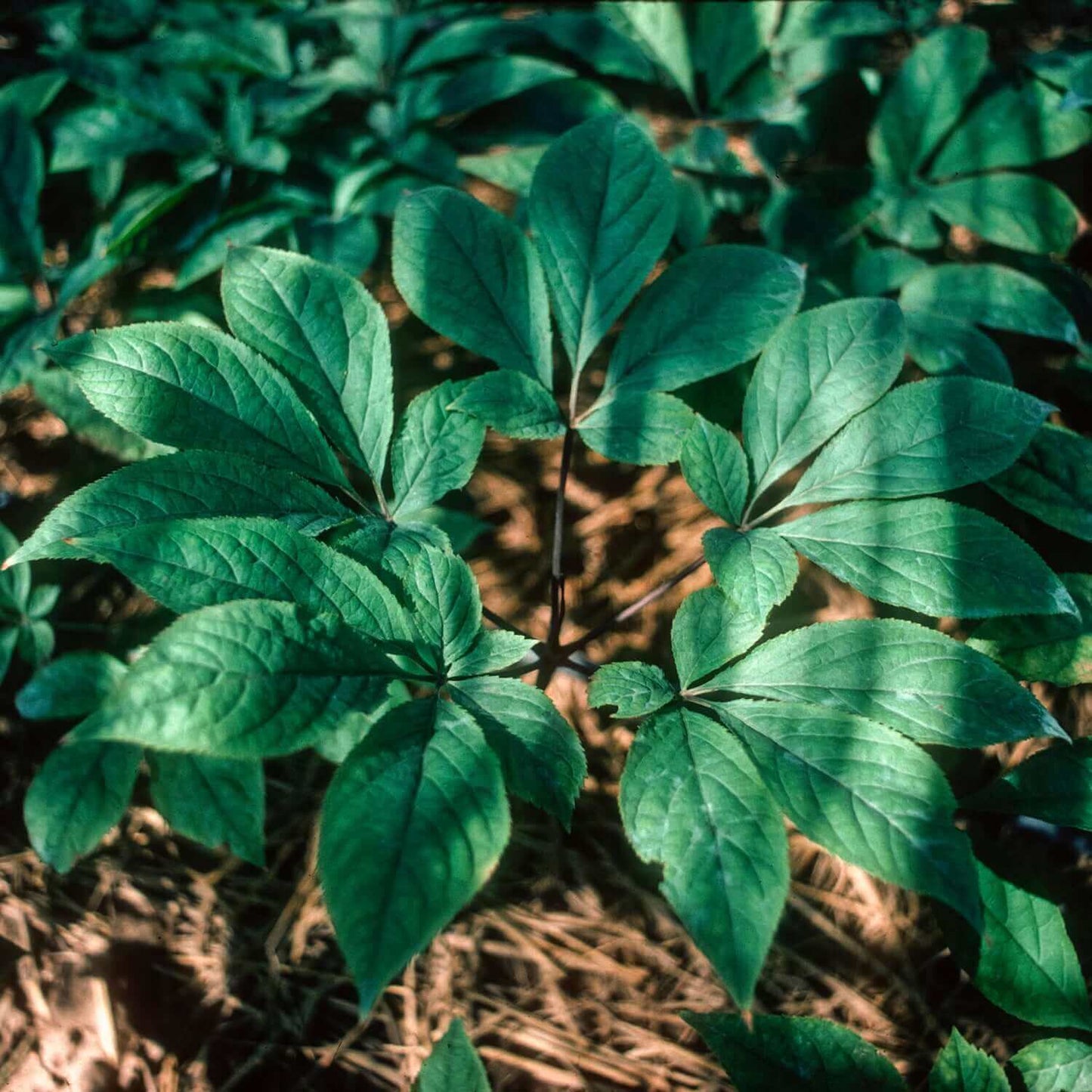 Asian Ginseng, Alcohol-Free