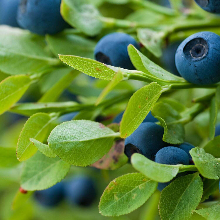 Bilberry Liquid Herbal Extract Herb Pharm