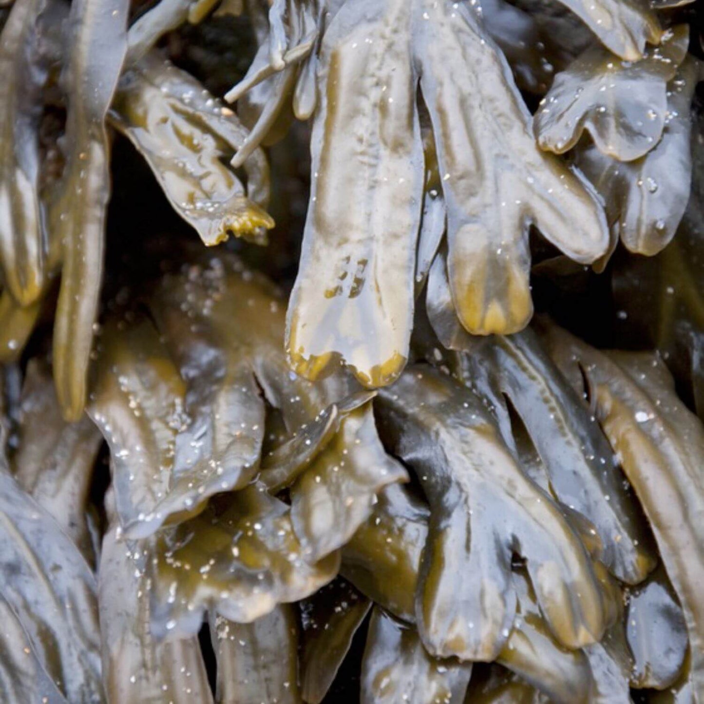 Bladderwrack