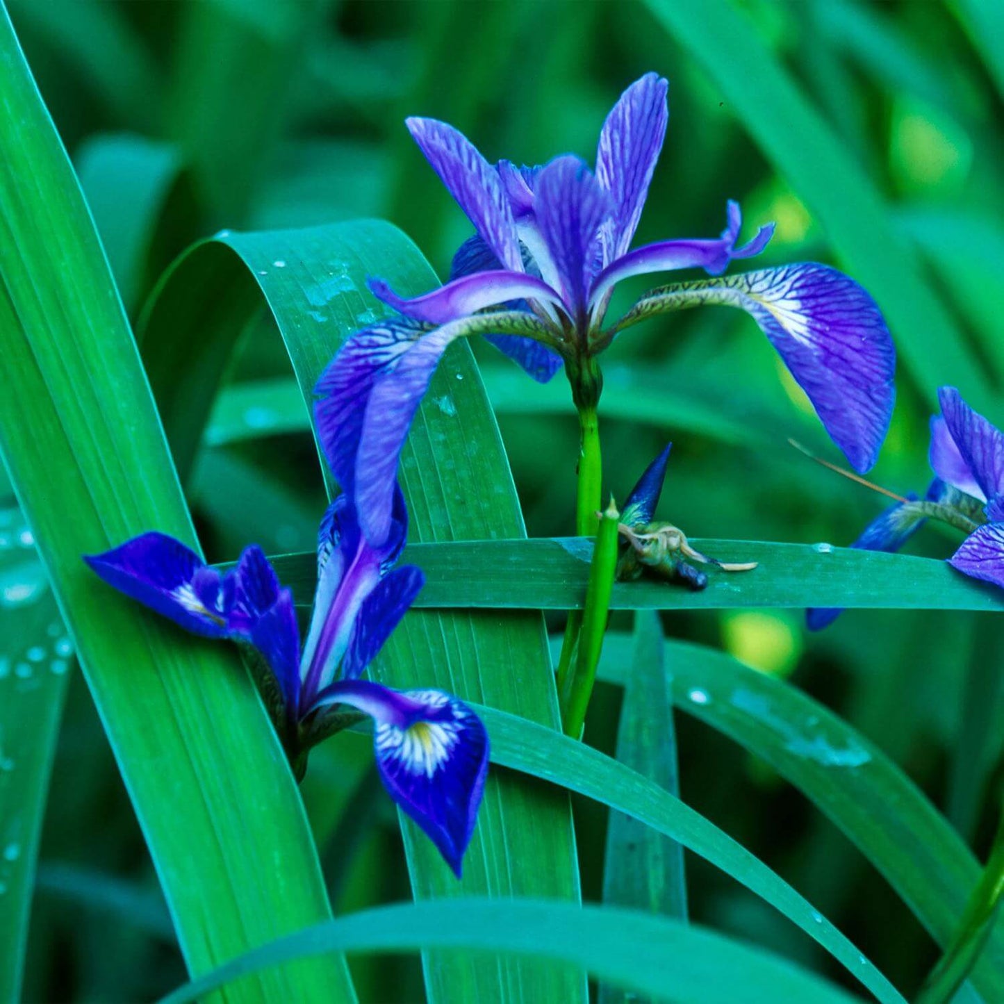 Blue Flag