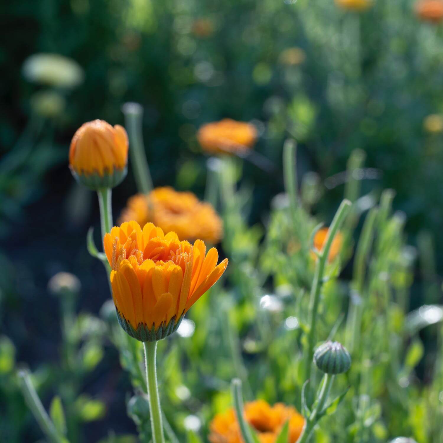 Calendula Flowers Regenerative Organic by the oz.