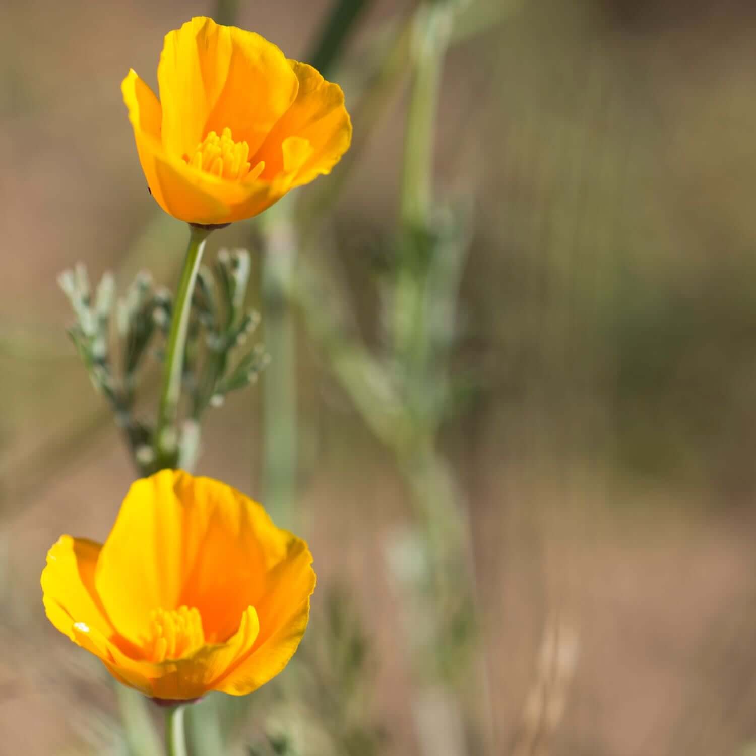 California Poppy Extract 50:1 – 50x Potent – Eschscholzia Californica – Organic, USA Made By AR LLC