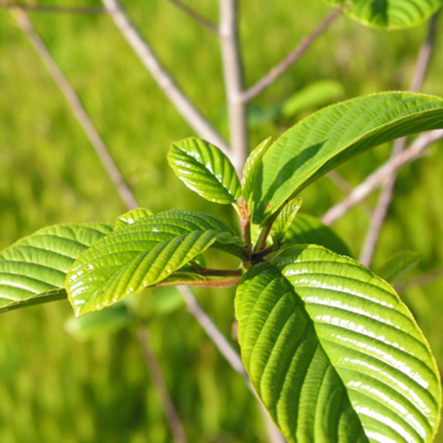 Cascara Sagrada