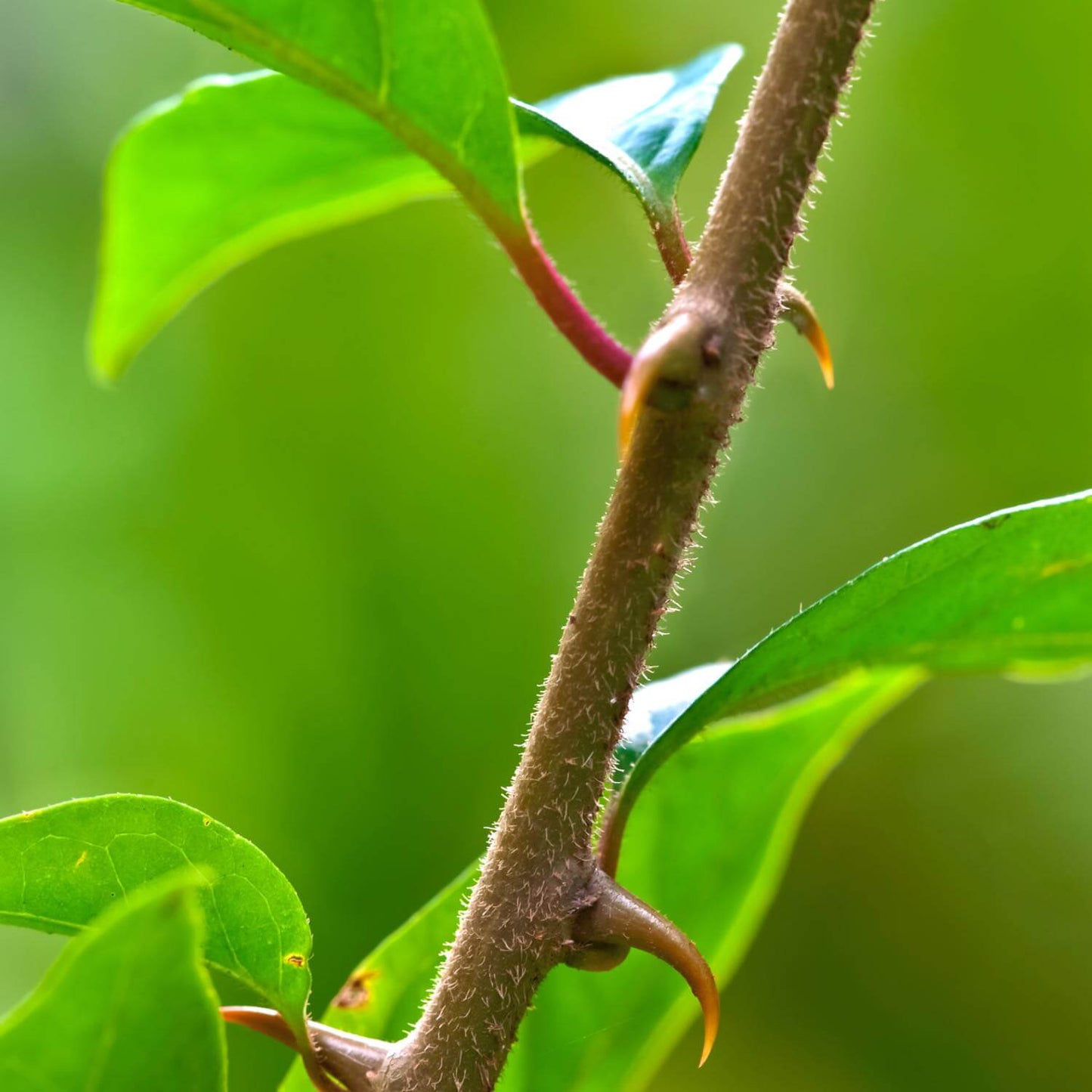 Cat's Claw