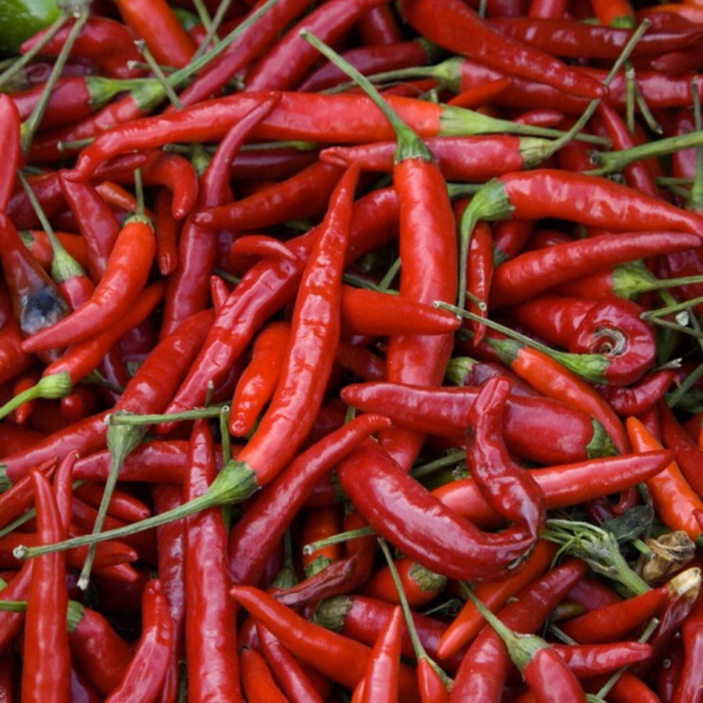 Cayenne