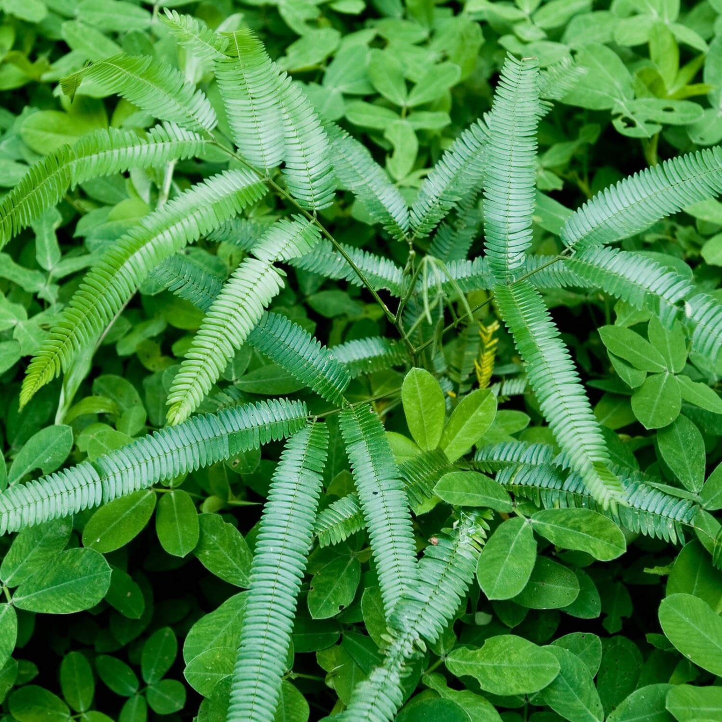 Chanca Piedra