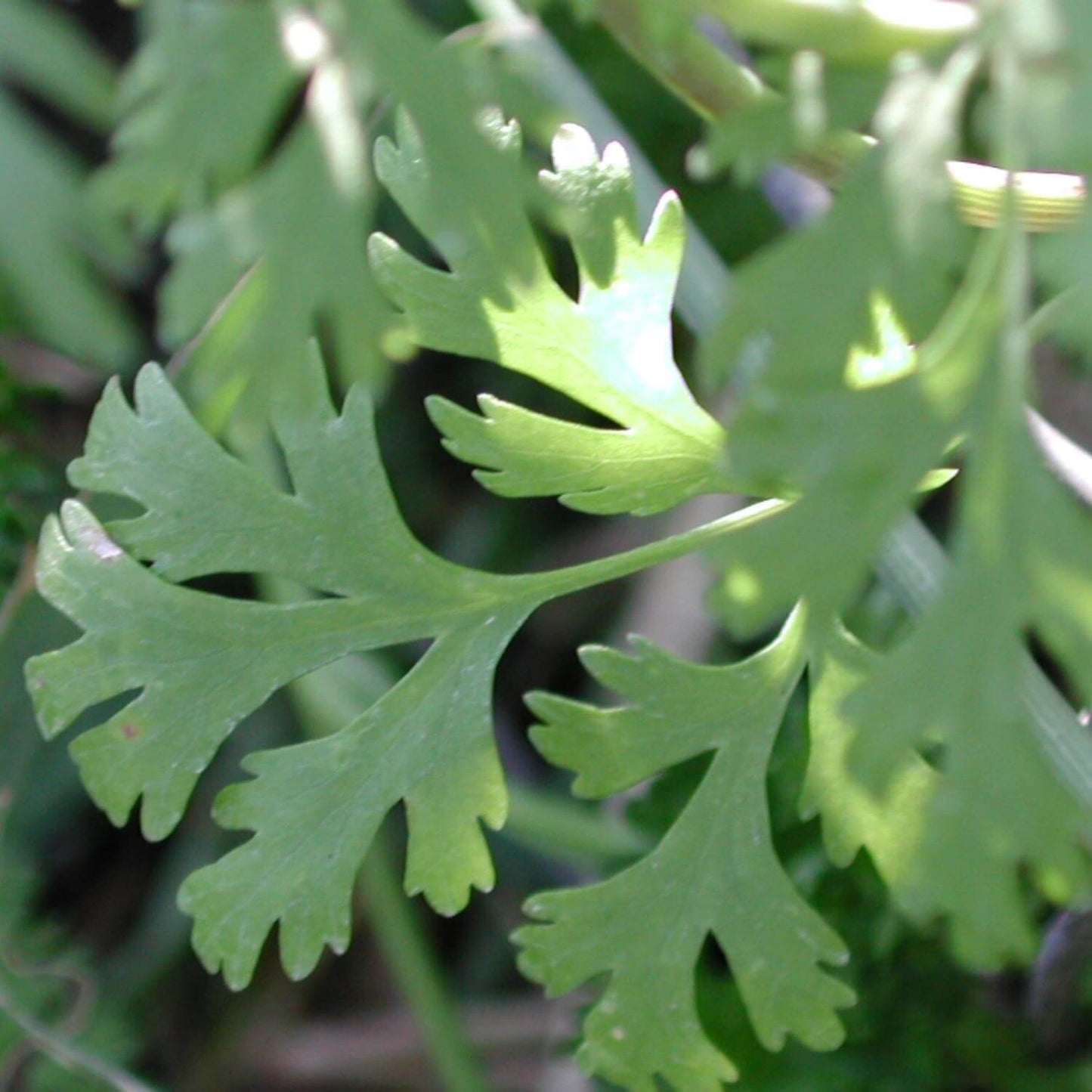 Cilantro