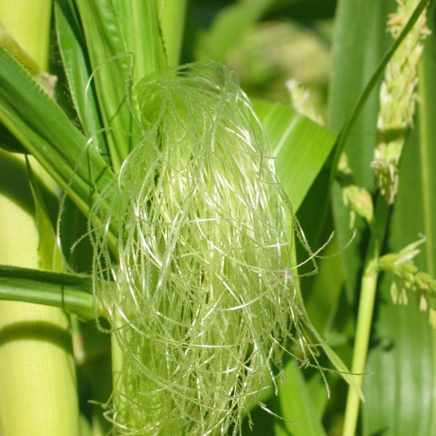 Corn Silk