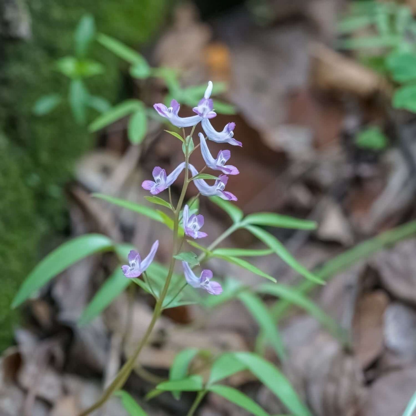 Corydalis