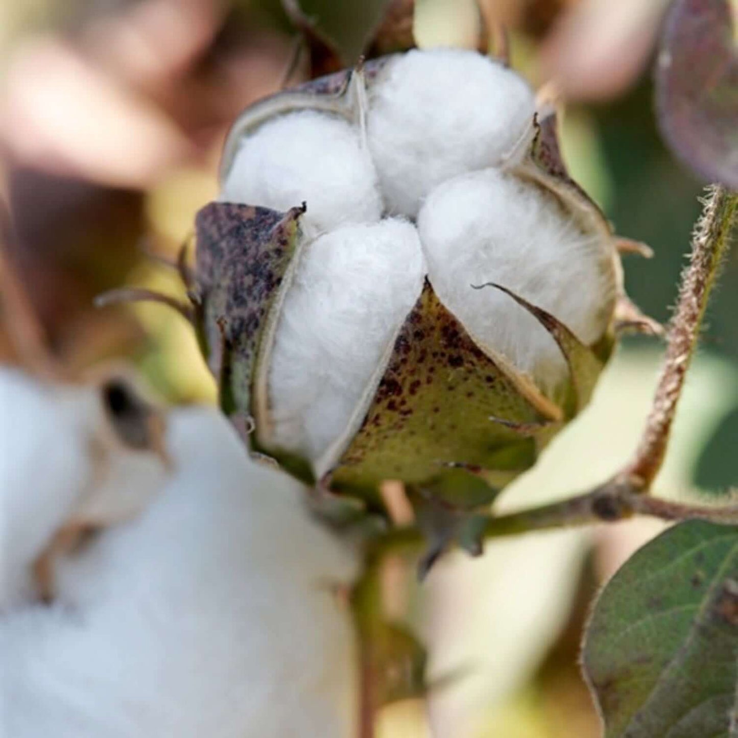 Cotton
