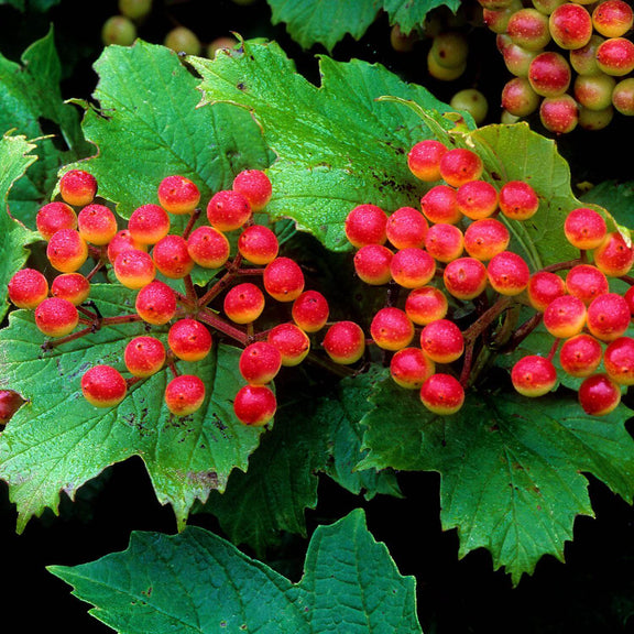 Cramp Bark Liquid Herbal Extract Herb Pharm