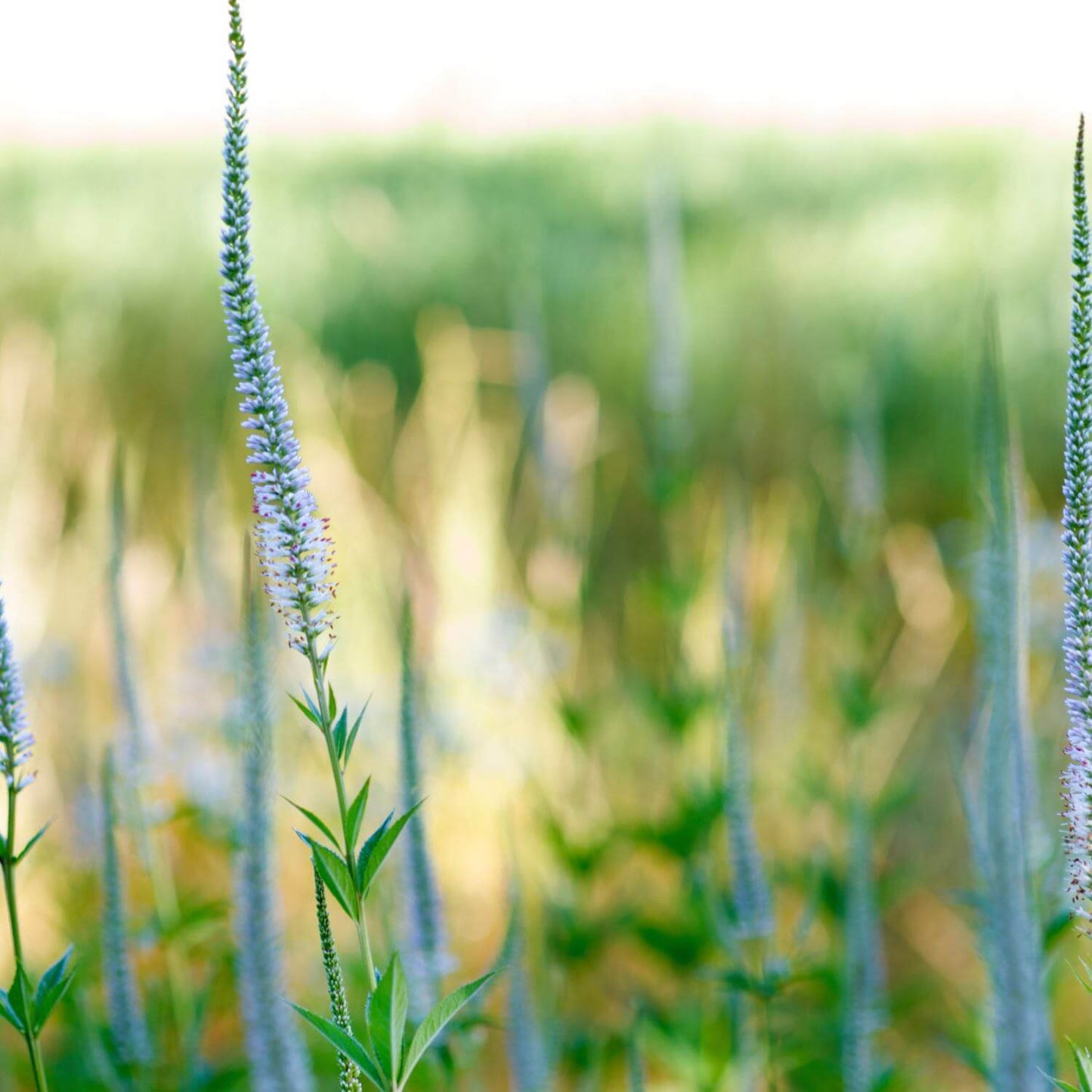 Culver's Root