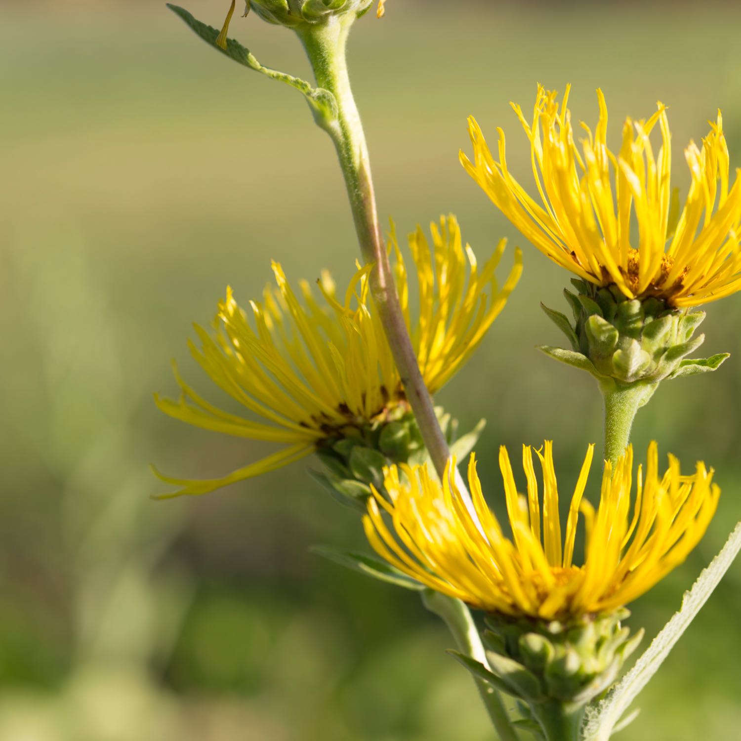 Elecampane Liquid Herbal Extract Herb Pharm