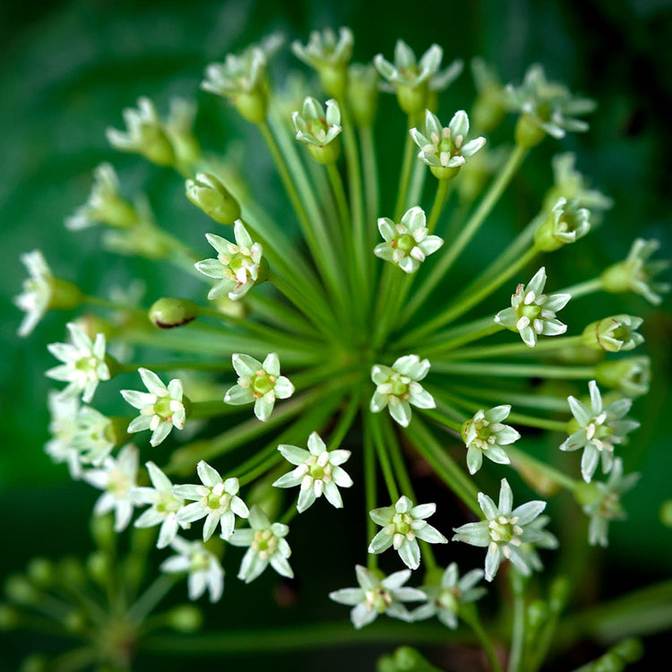 Eleuthero Liquid Herbal Extract Herb Pharm