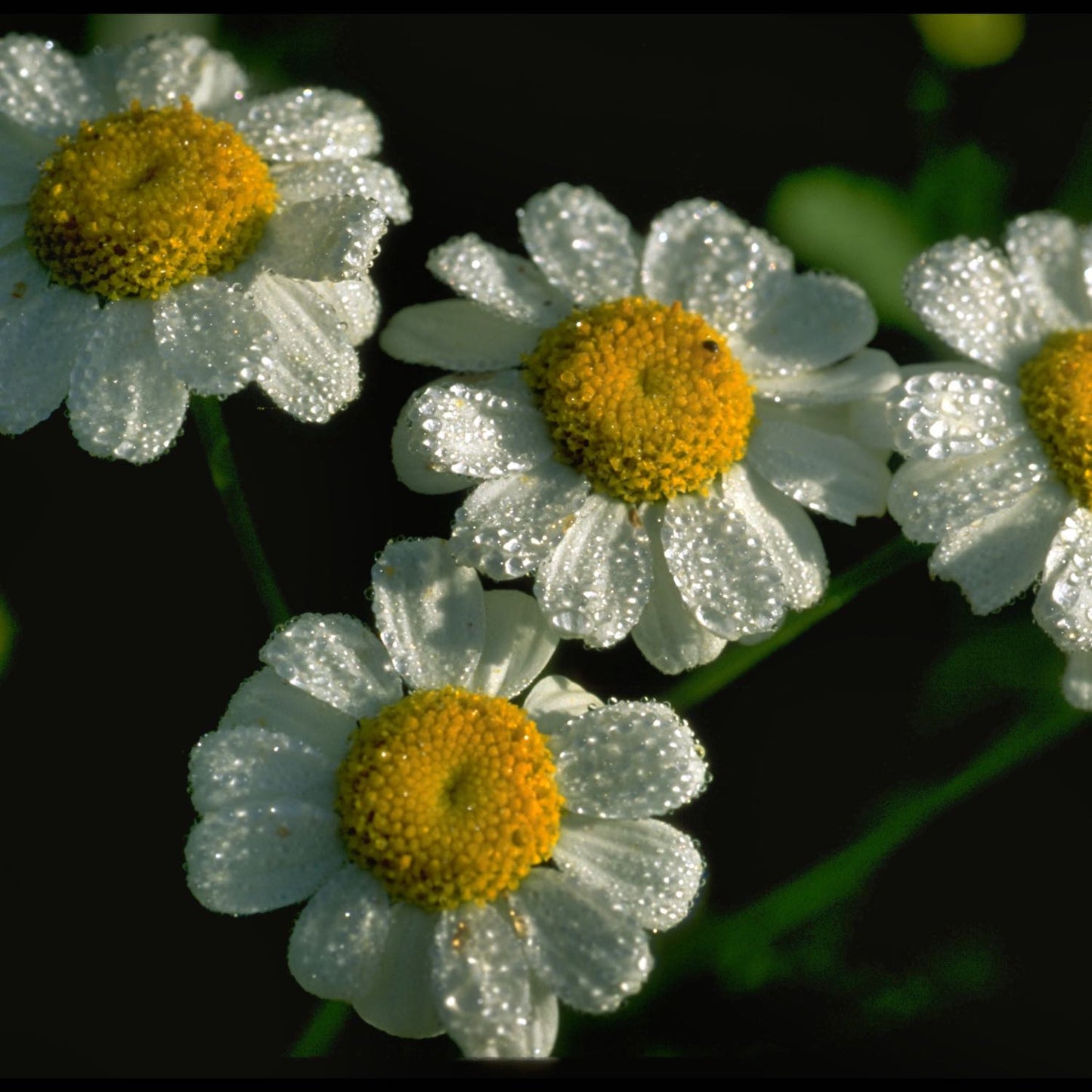 Feverfew