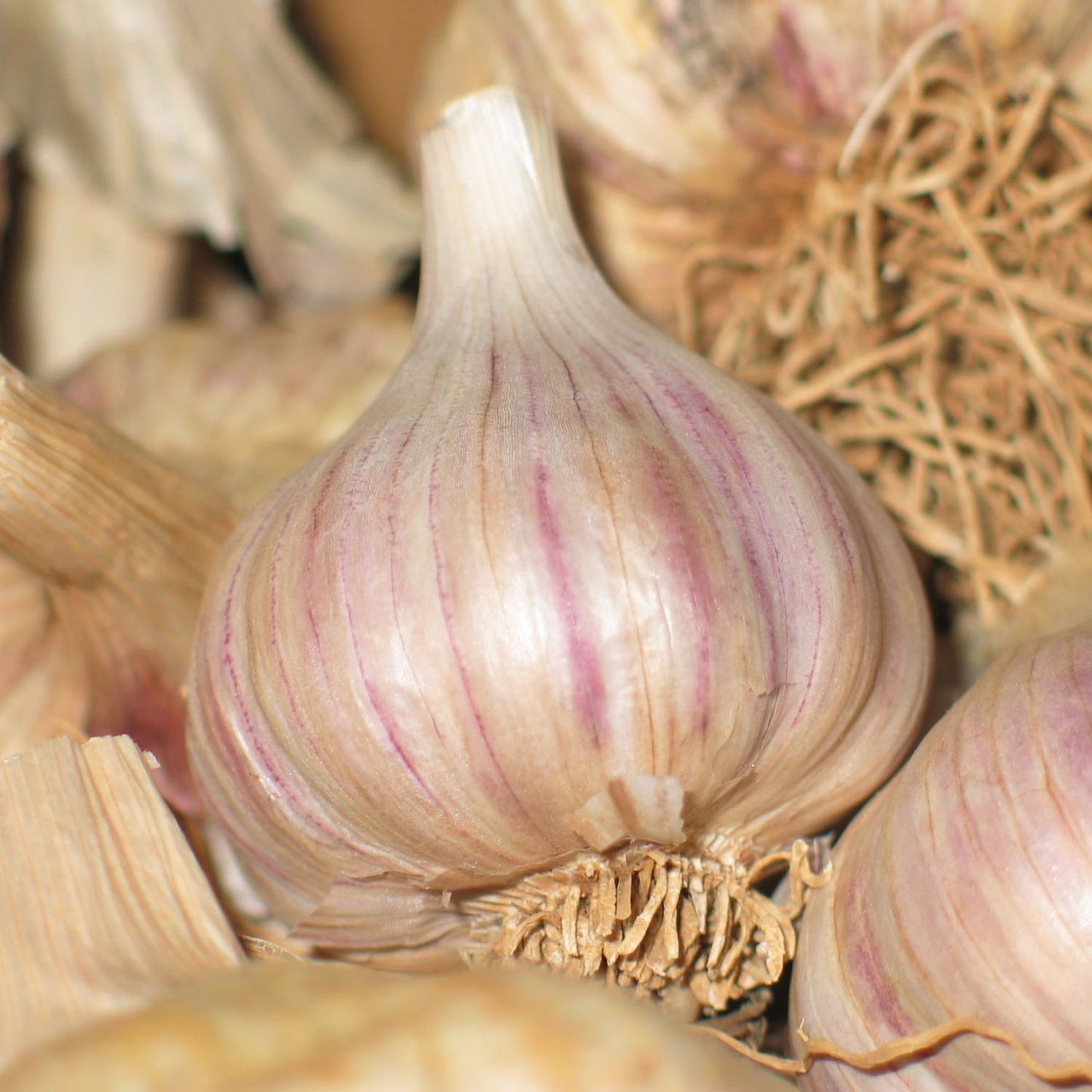 Mullein Garlic Oil