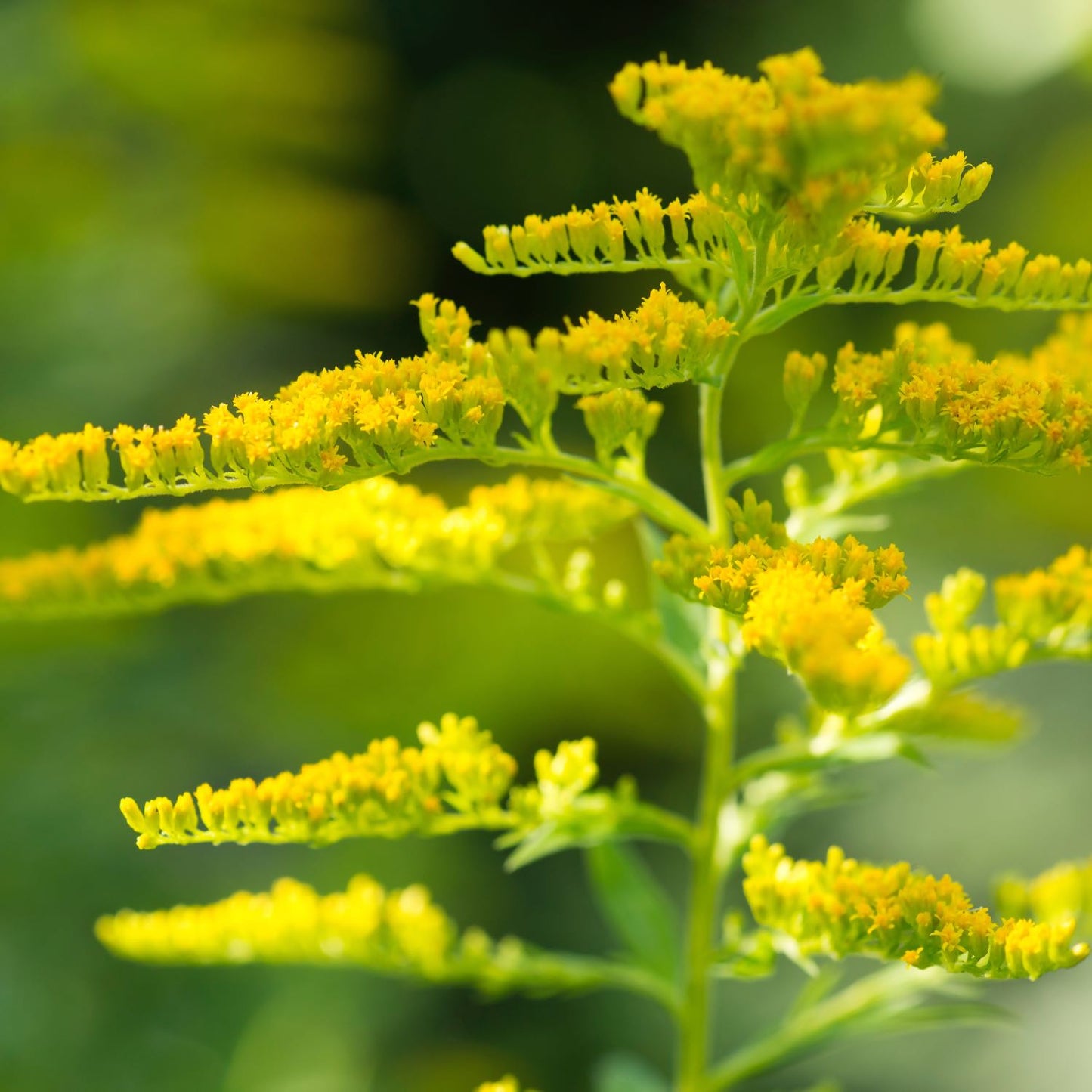 Herbs on the Go: Ready For Pollen™