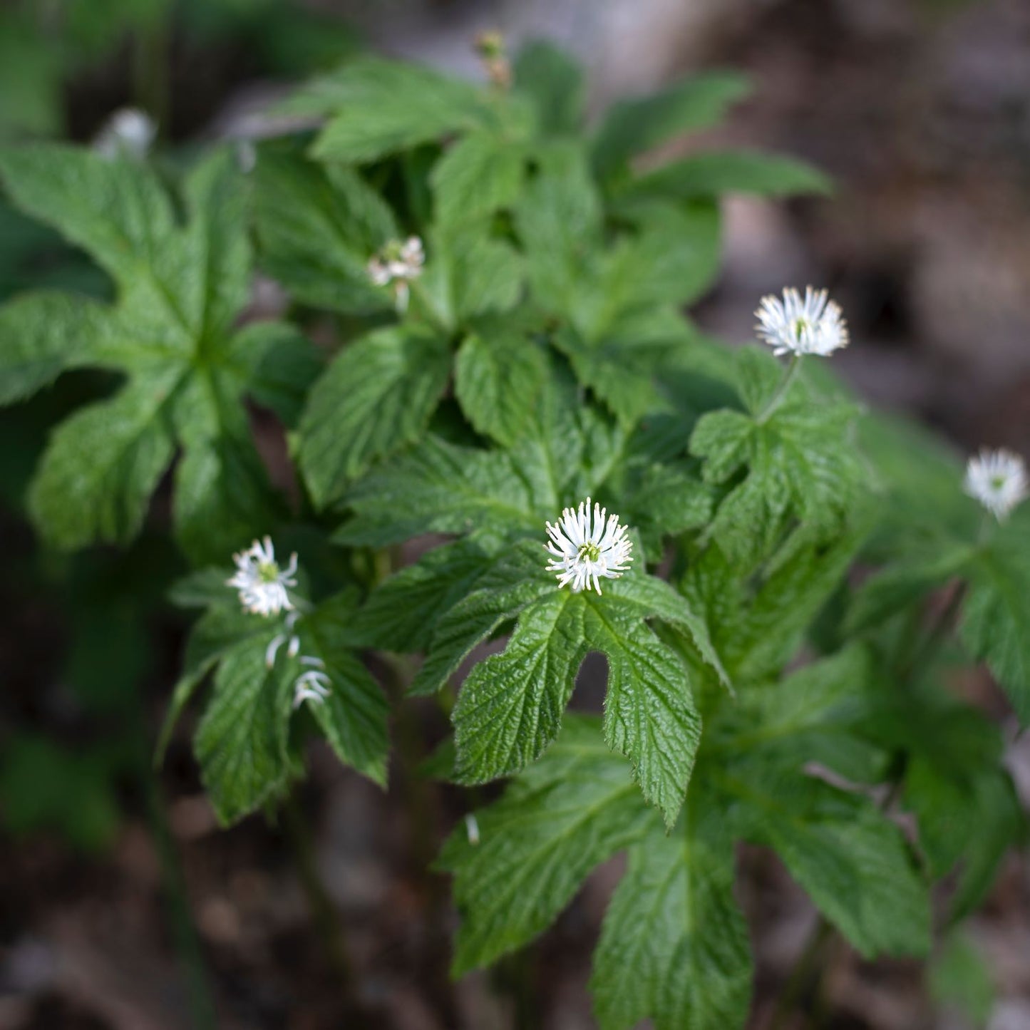 Goldenseal, Alcohol-Free