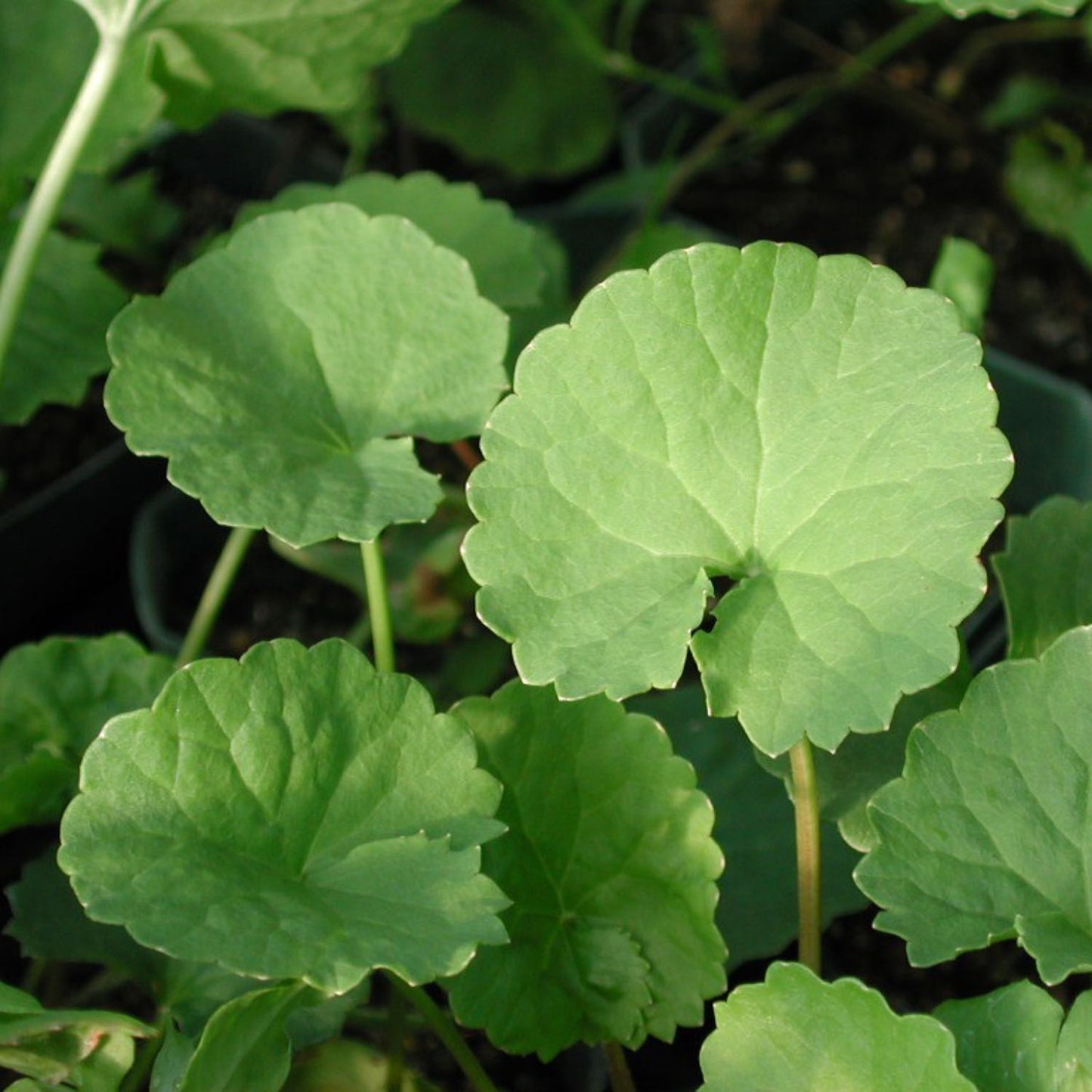 Gotu Kola