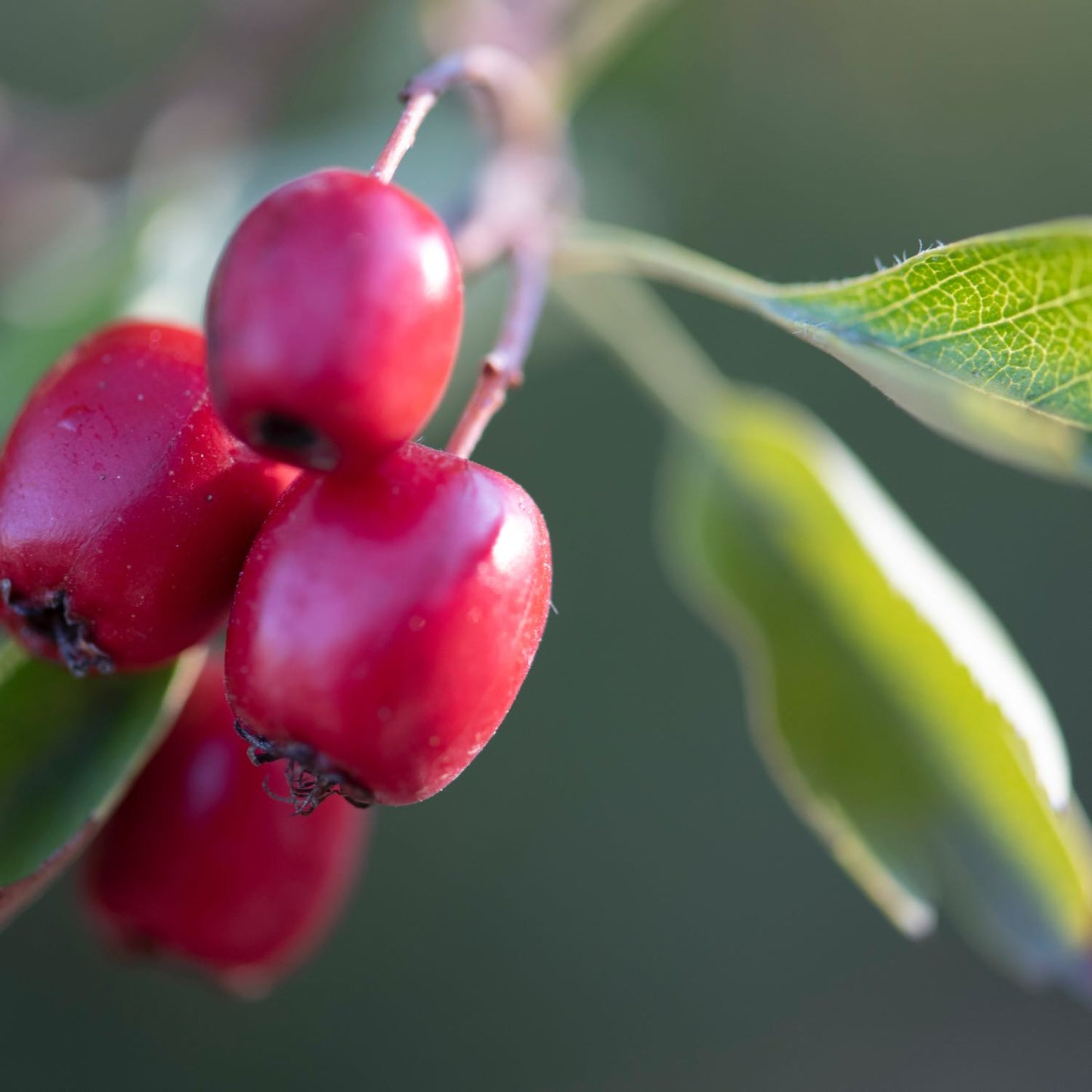 Hawthorn Blend