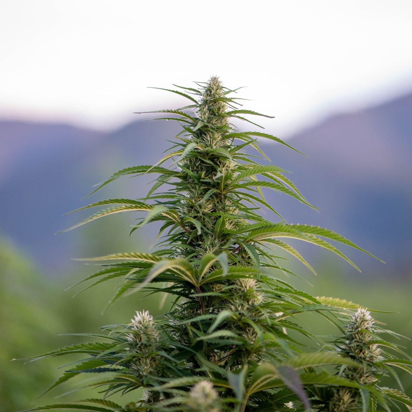 Hemp
