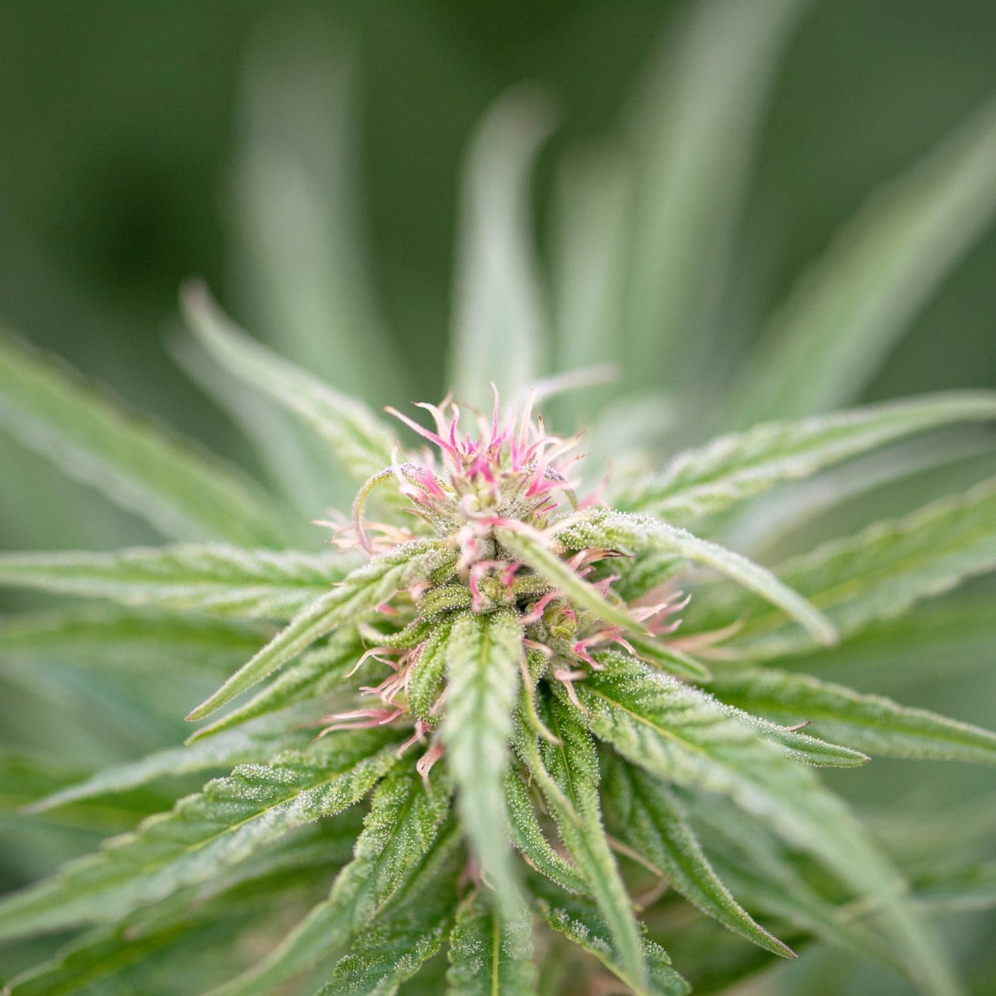 Hemp Passionflower Blend