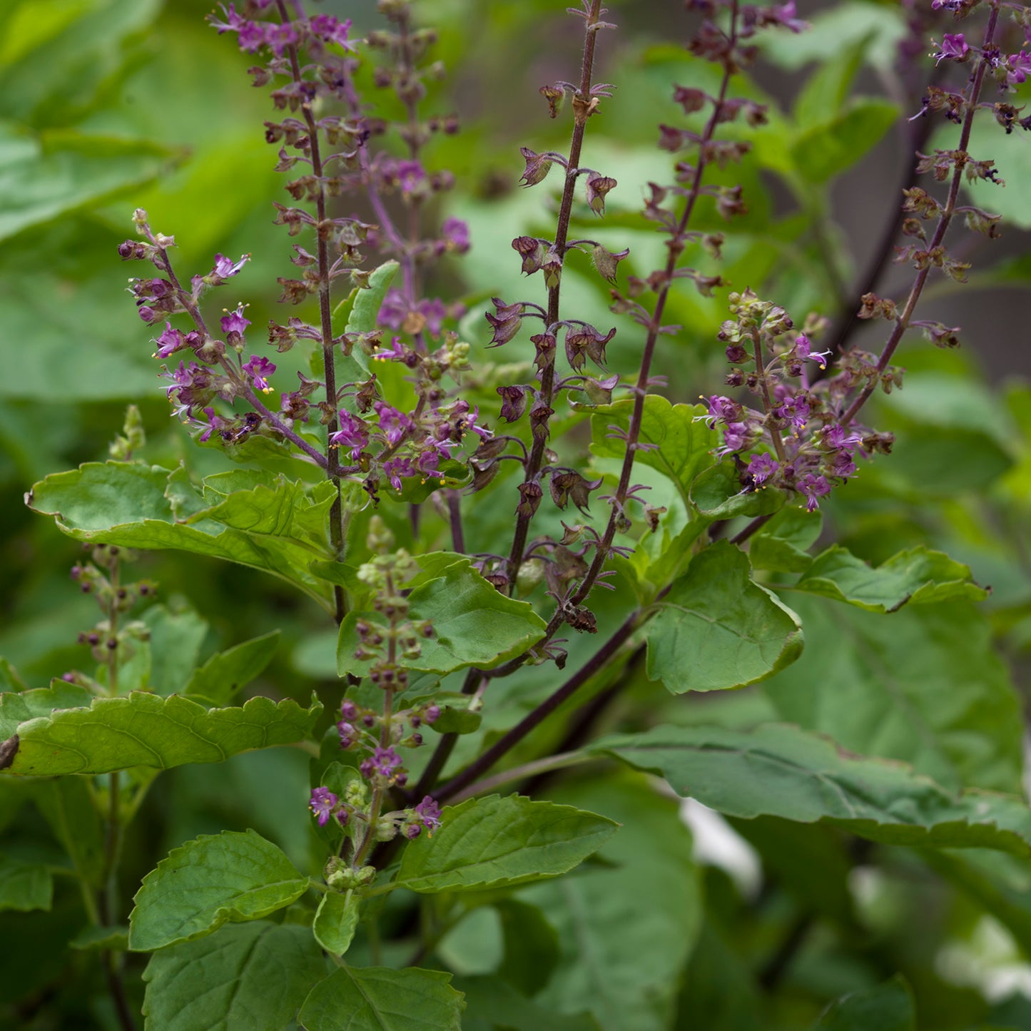 Holy Basil