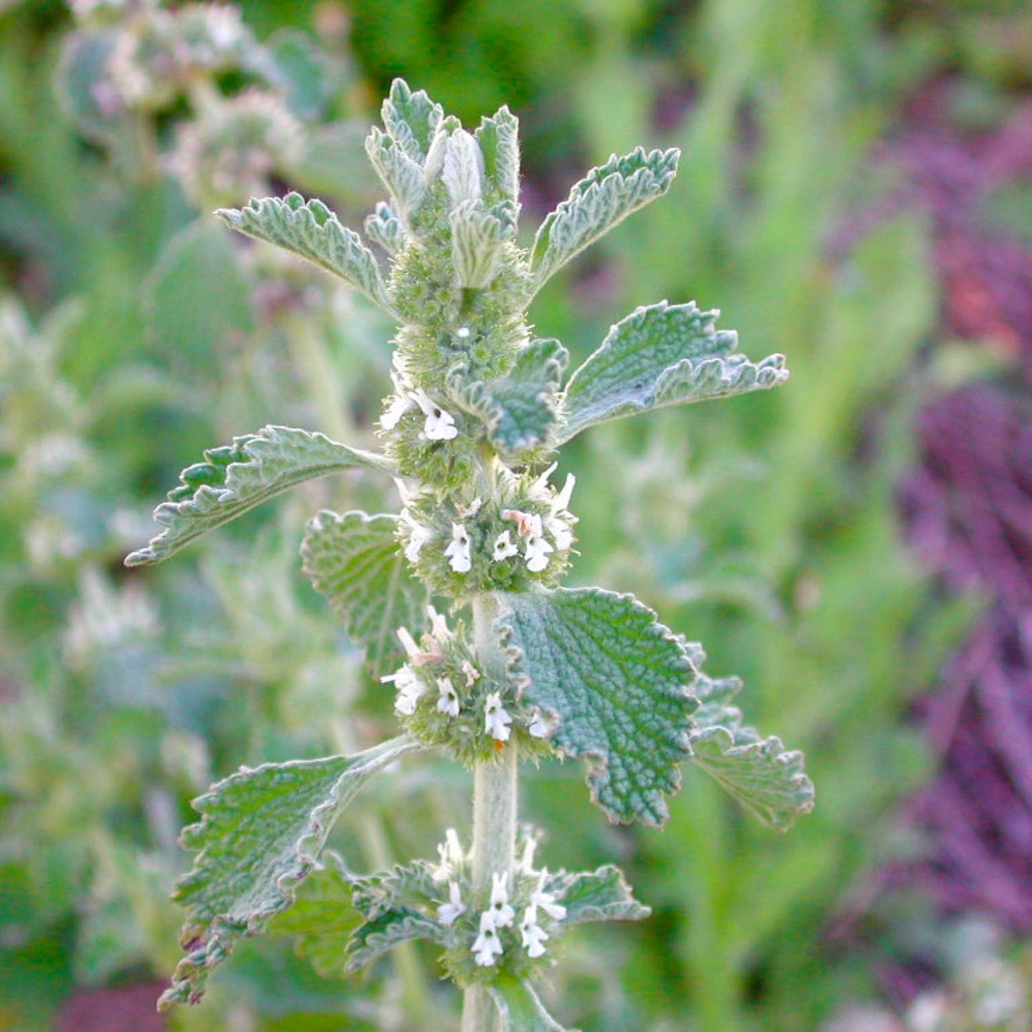 Horehound