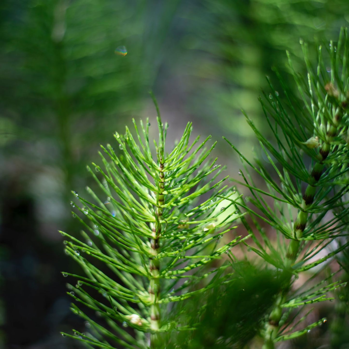 Horsetail