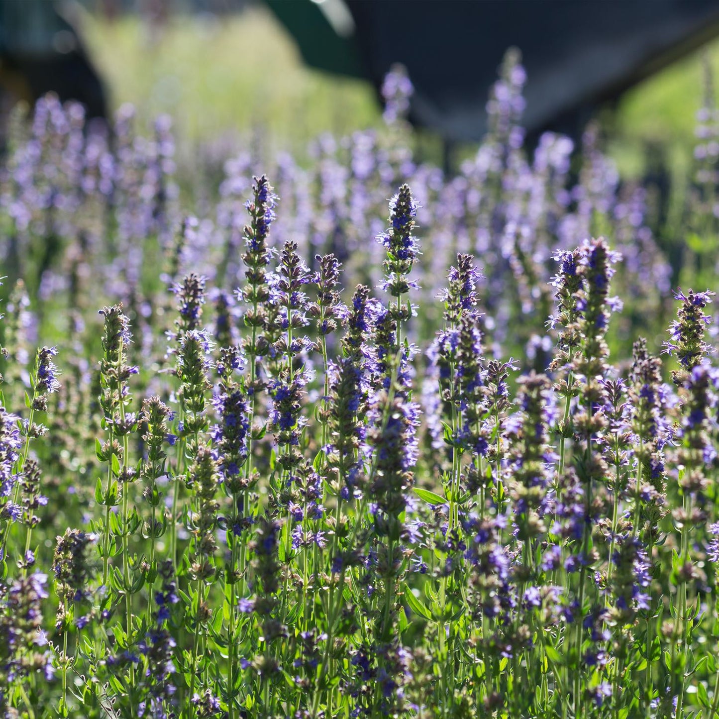 Hyssop