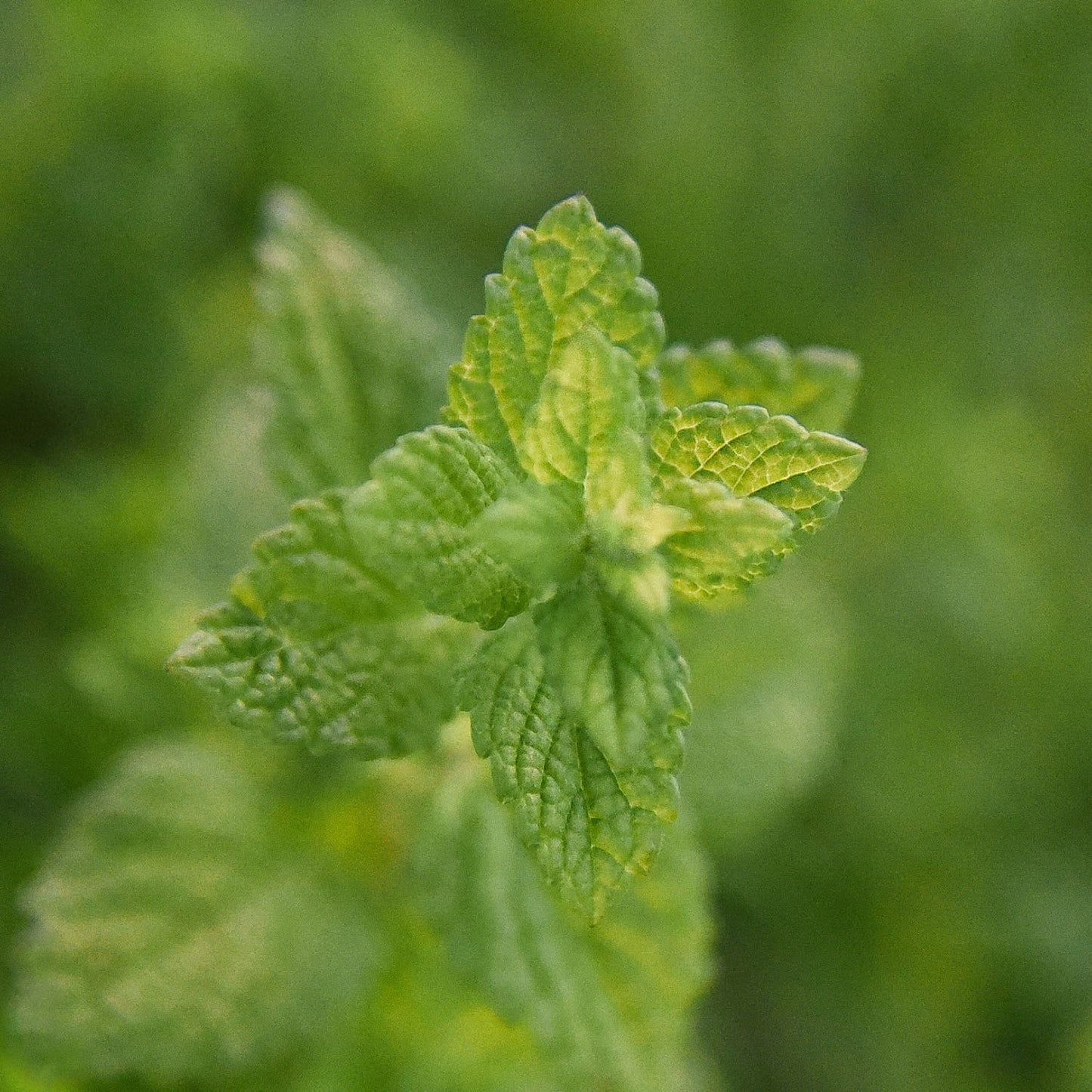 Lemon Balm, Alcohol-Free