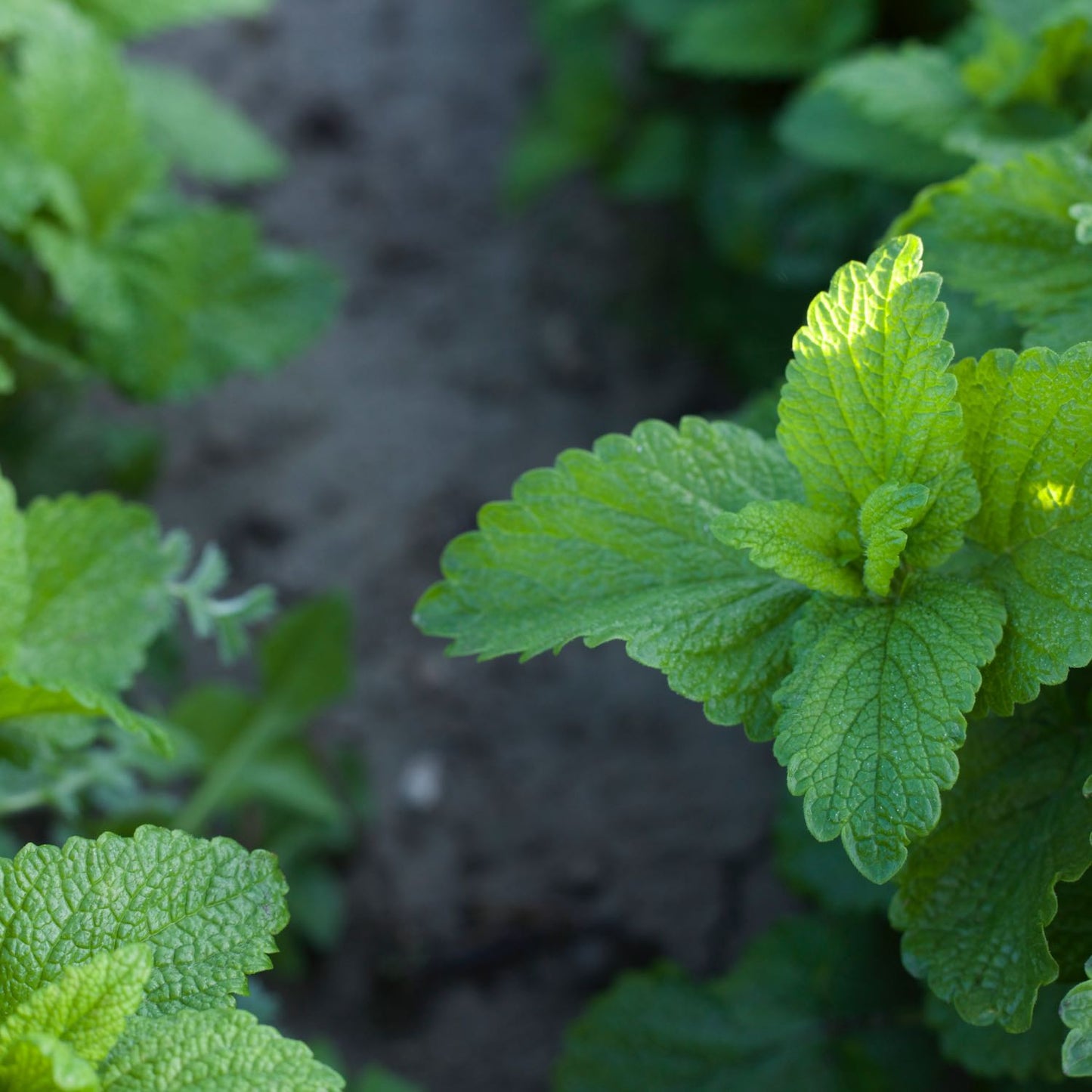 Kids Lemon Balm Calm™