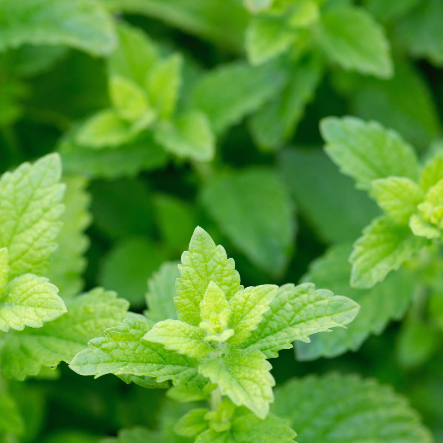 lemon balm glp 1 Lemon Balm lemon balm glp 1 Lemon Balm