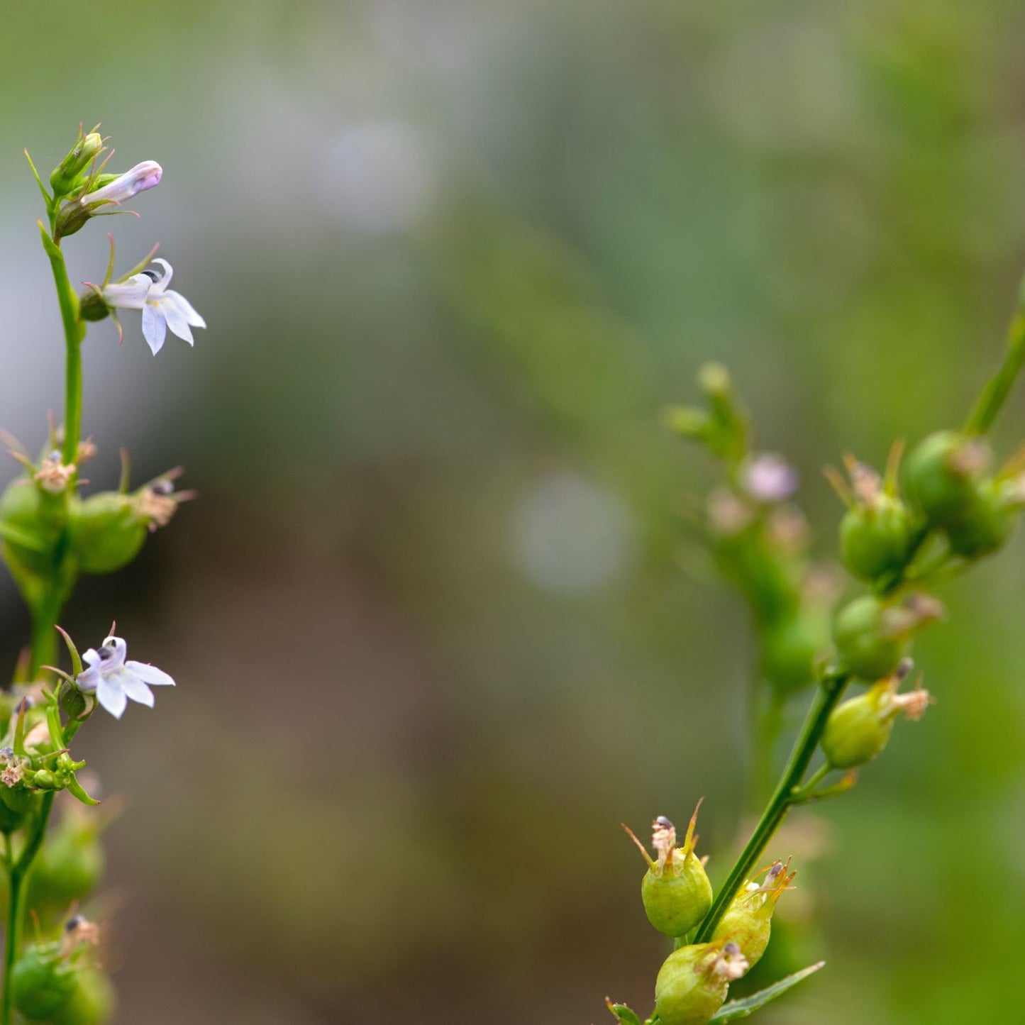 Lobelia
