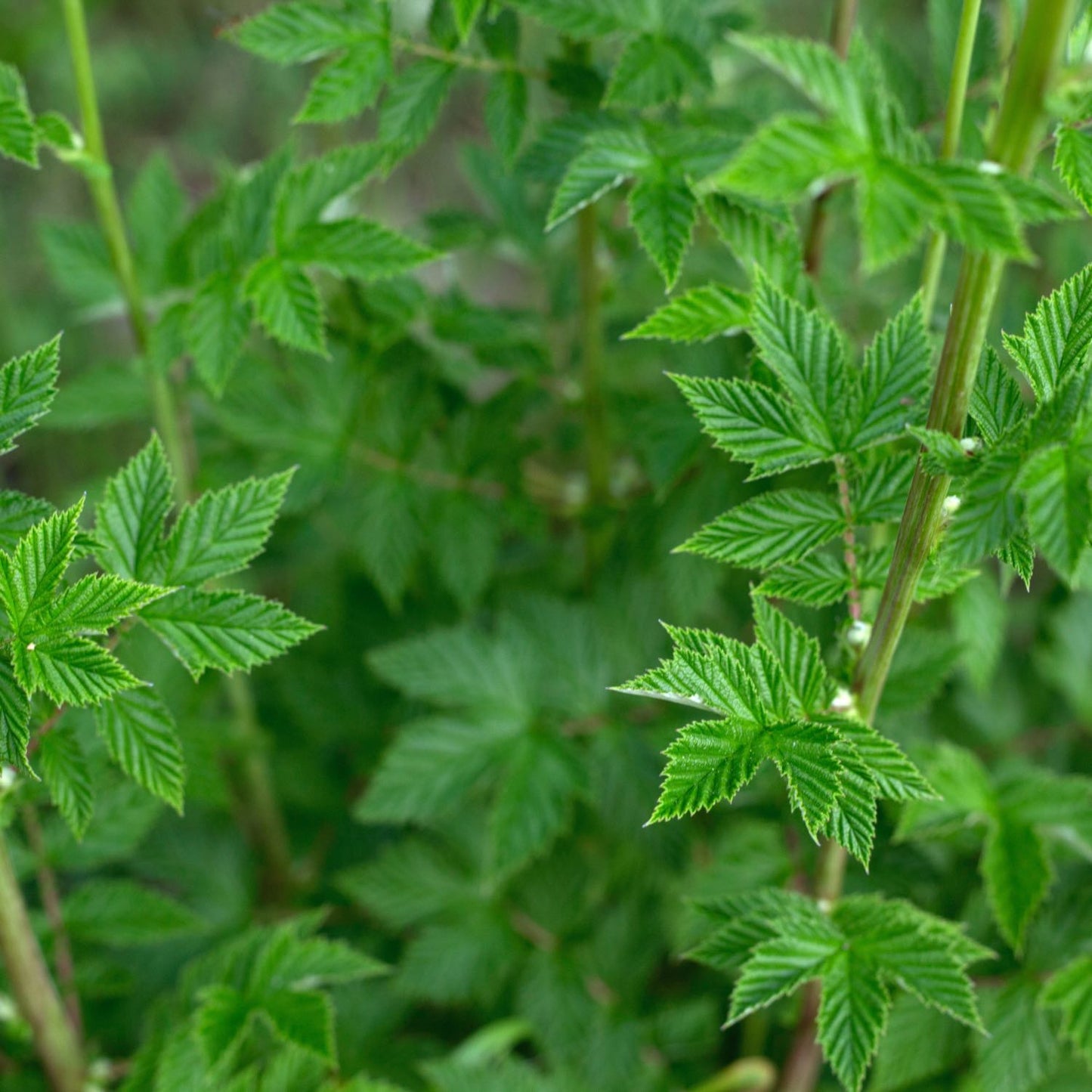 Meadowsweet