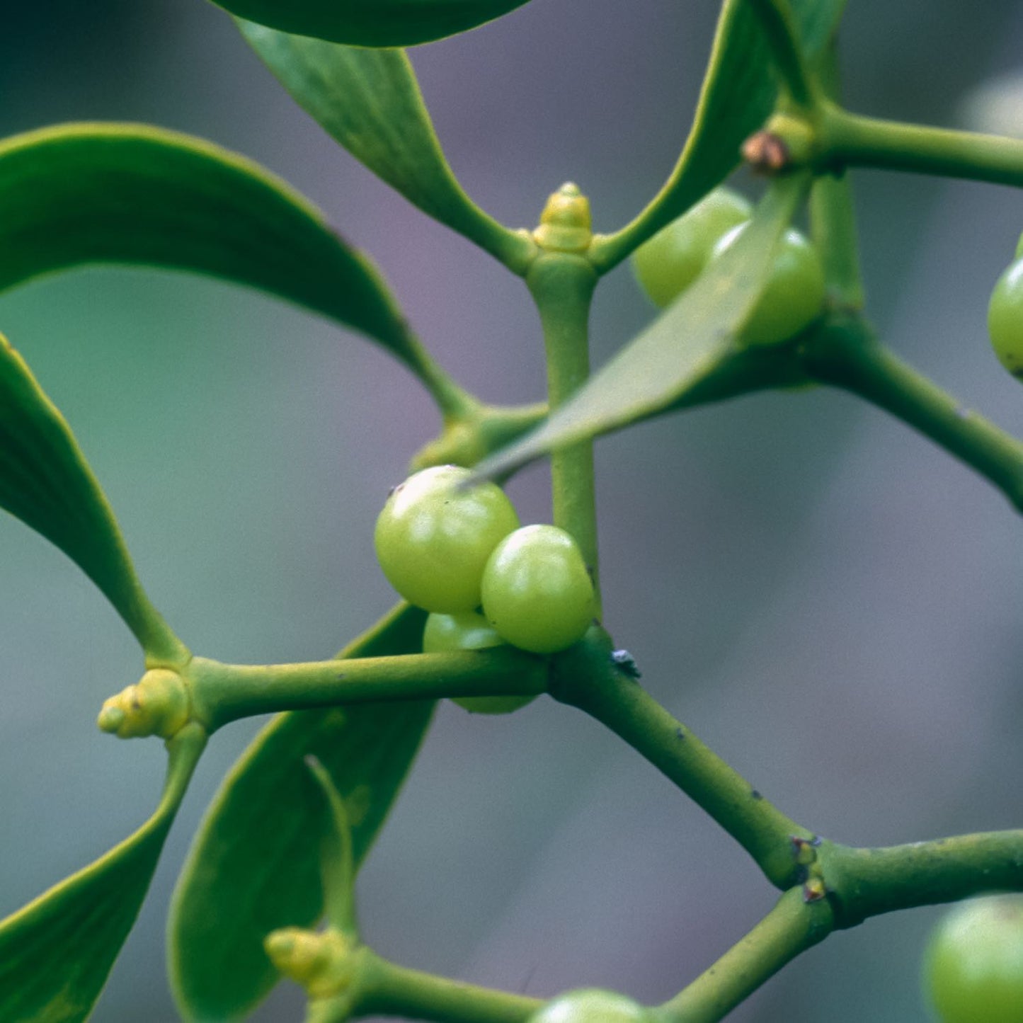 Mistletoe