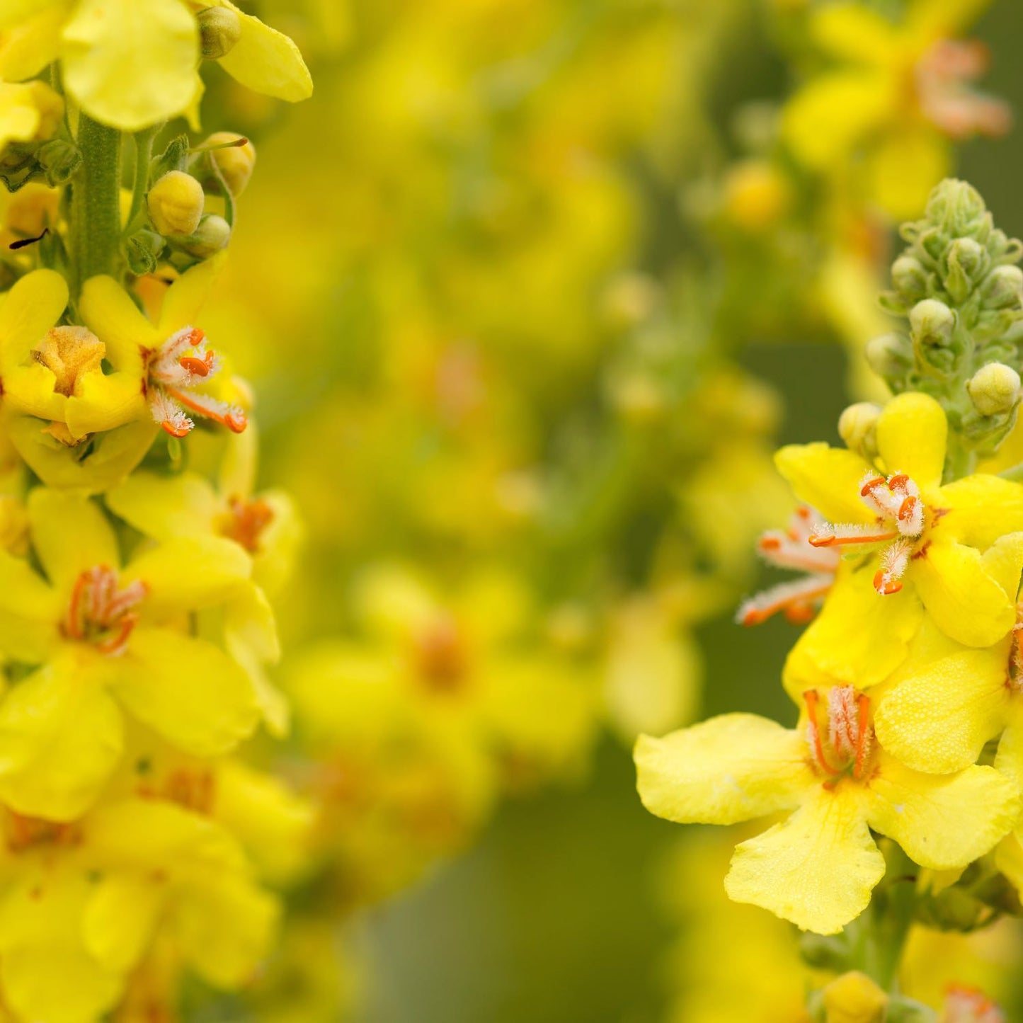 Mullein Garlic Oil